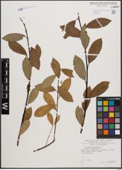 Foto von Salix daphnoides Vill.